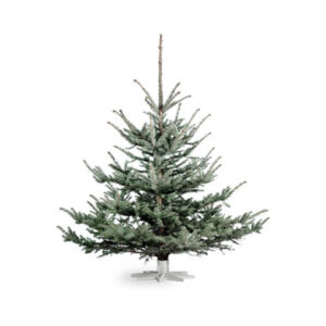 Torkav kuusk (Picea pungens) jõulupuuna