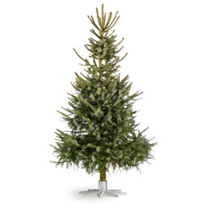 Serbia kuusk (Picea omorika) jõulupuuna