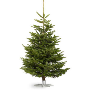 Kaukaasia nulg (Abies nordmanniana) jõulupuuna